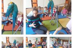 Puchatki - spotkanie z papugą